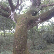 Large tree with thick branches in a forest setting surrounded by greenery and natural light