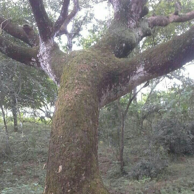 Large tree with thick branches in a forest setting surrounded by greenery and natural light