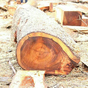 Multiple large wooden logs on the ground ready to be crafted into men's Christian jewelry by Fresh Faith Designs
