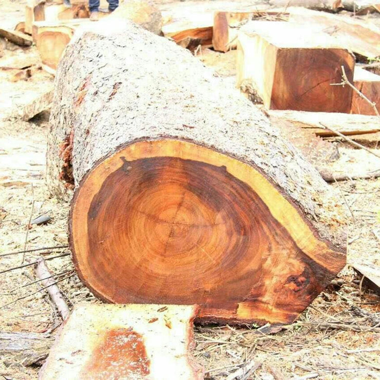 Multiple large wooden logs on the ground ready to be crafted into men's Christian jewelry by Fresh Faith Designs
